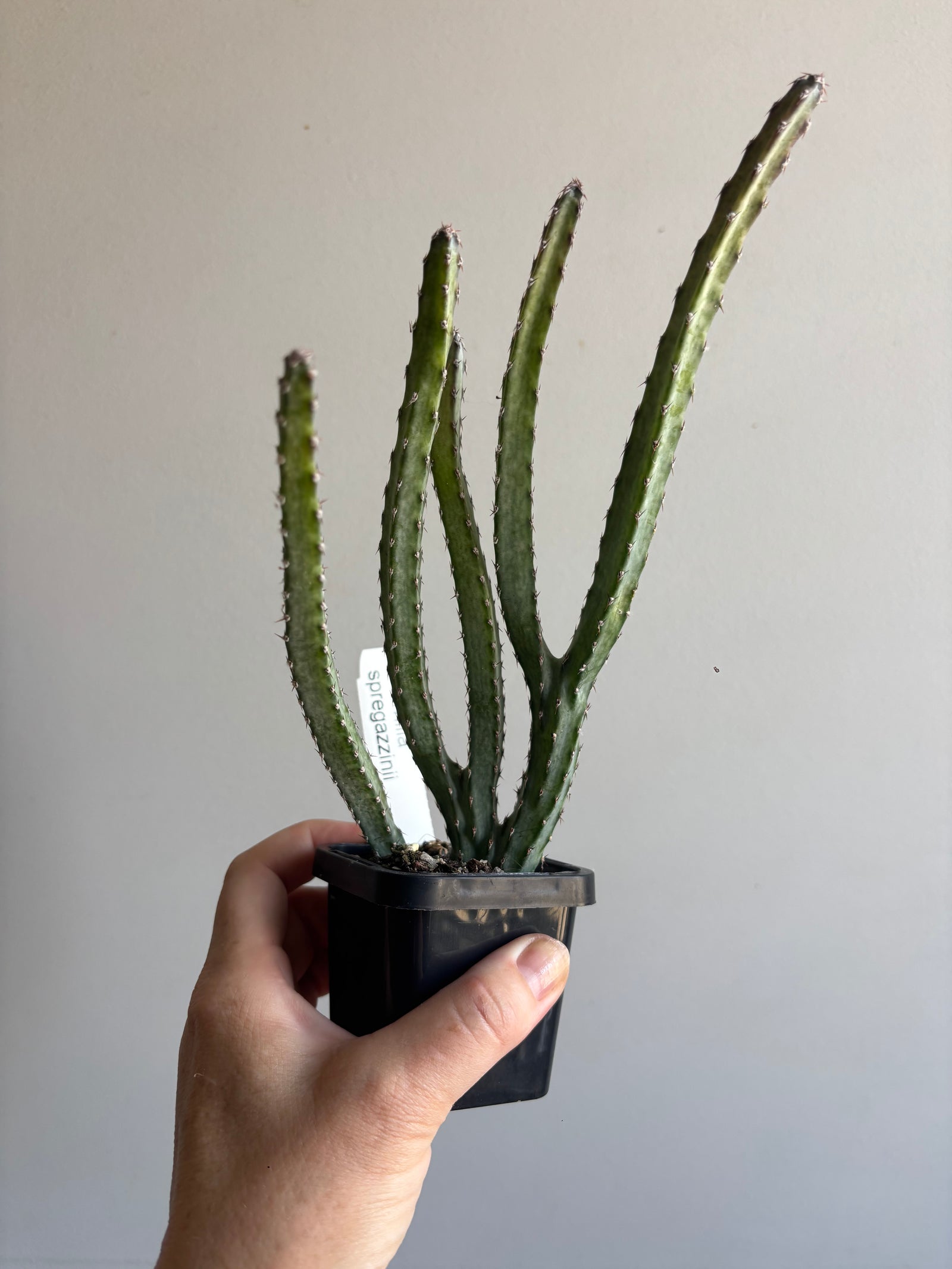 Monvillea spegazinni 'The Moonlight Plant'
