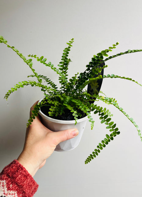 Nephrolepus cordifolia - Duffi Fern