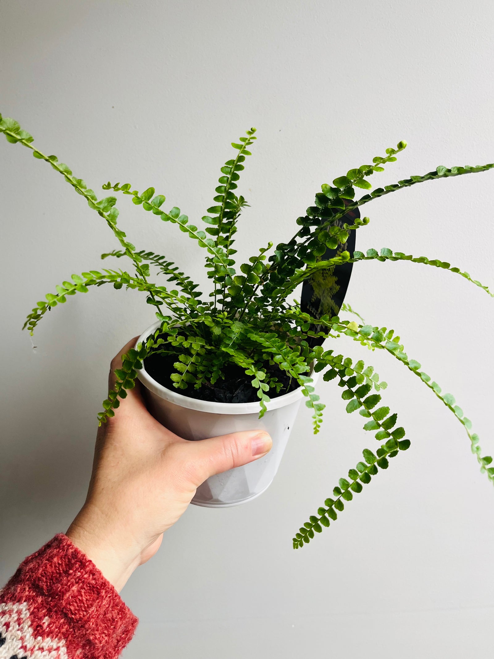 Nephrolepus cordifolia - Duffi Fern