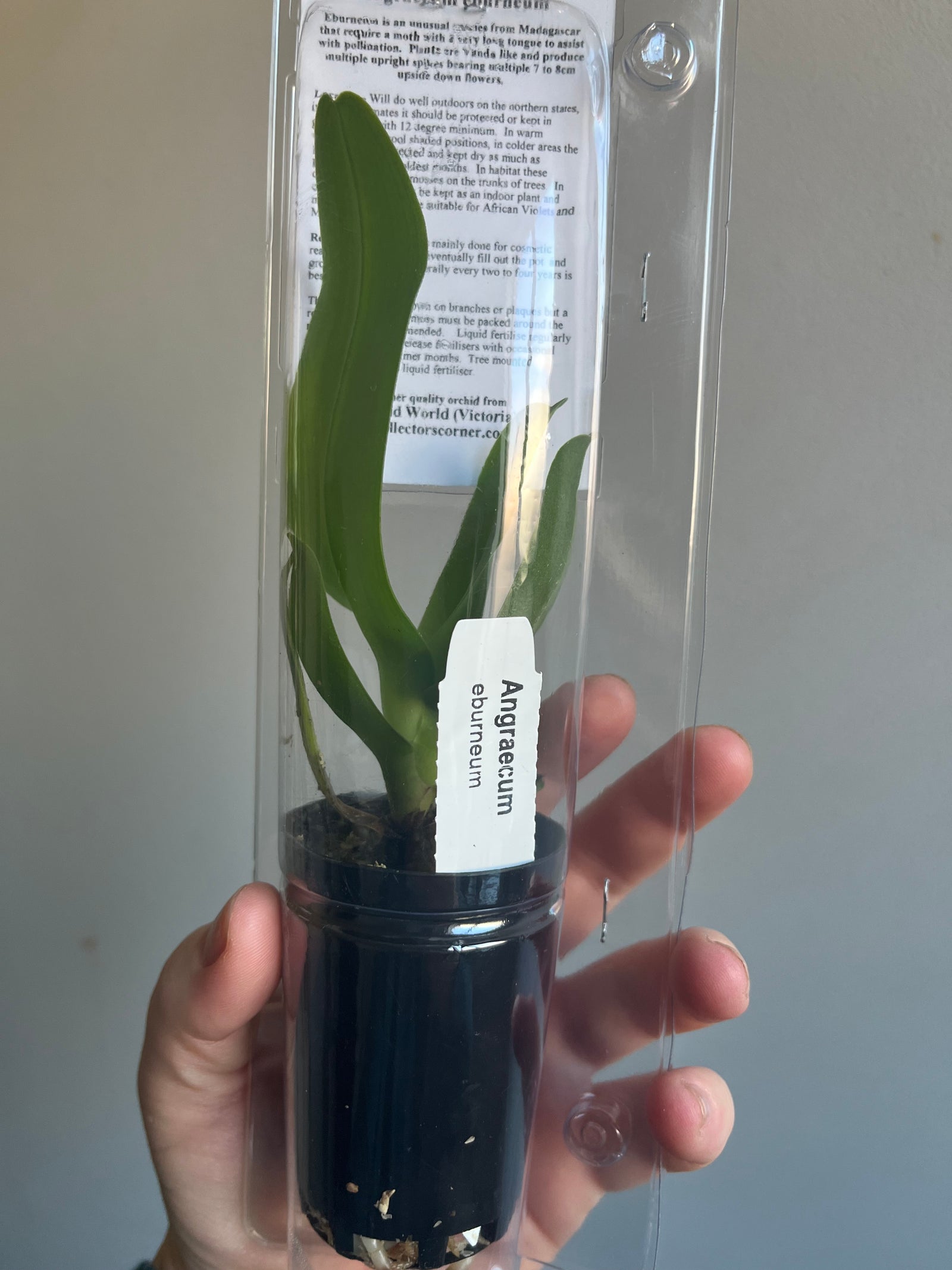 Angraecum eburneum