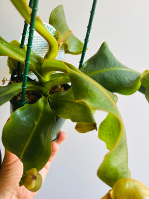 Nepenthes hybrid NOID - Pitcher Plant (plant pictured is plant being sold)