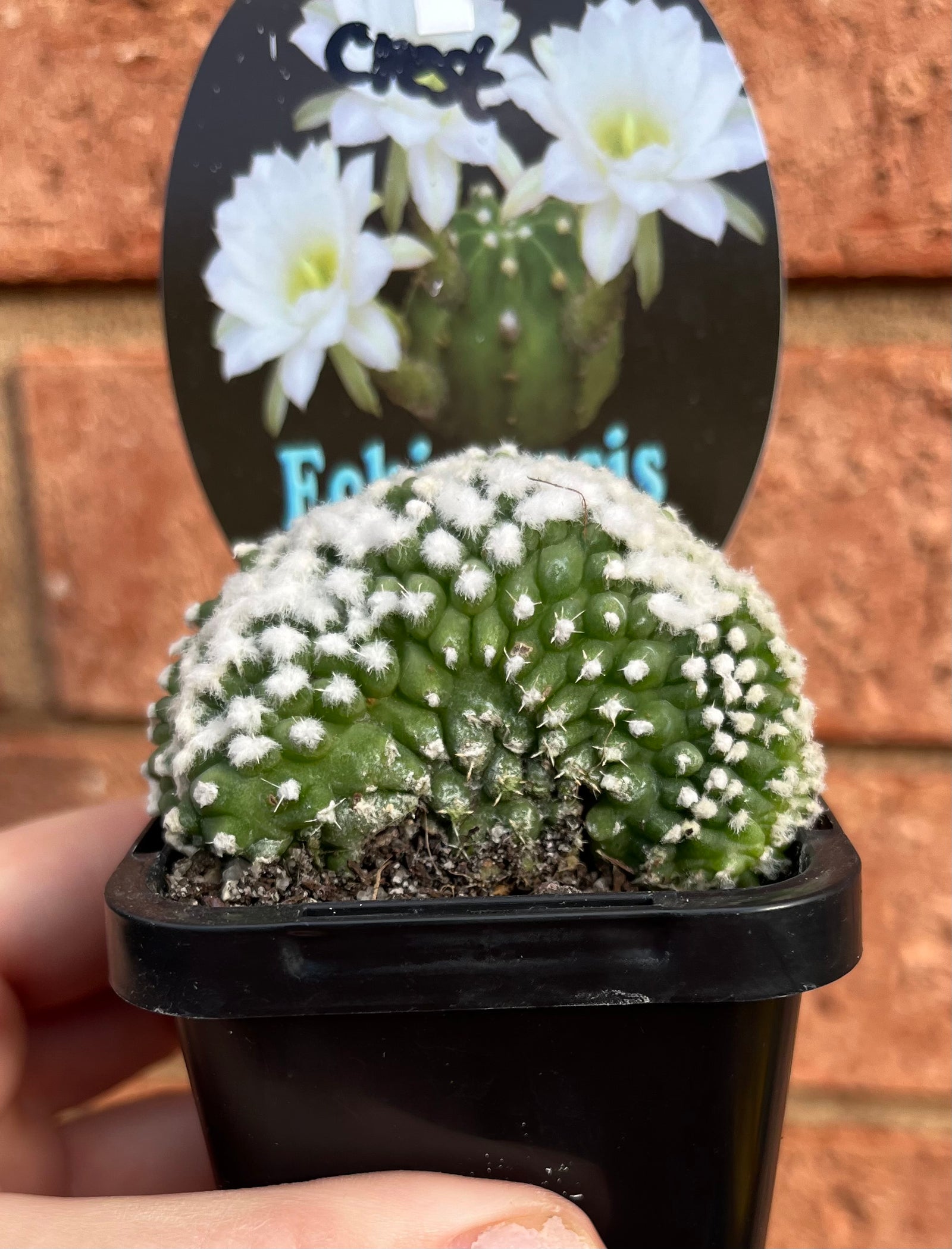 Echinopsis denudata (aka seminuda) crest