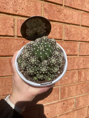 Echinopsis subdenudata 'compacta’