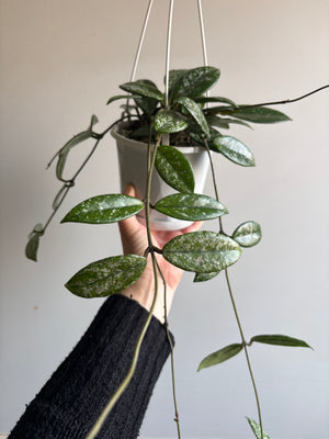 Hoya - Carnosa ‘Wilbur Graves’ Collection No. 211