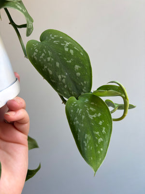 Scindapsus pictus ‘Argyraeus’ - Satin Pothos