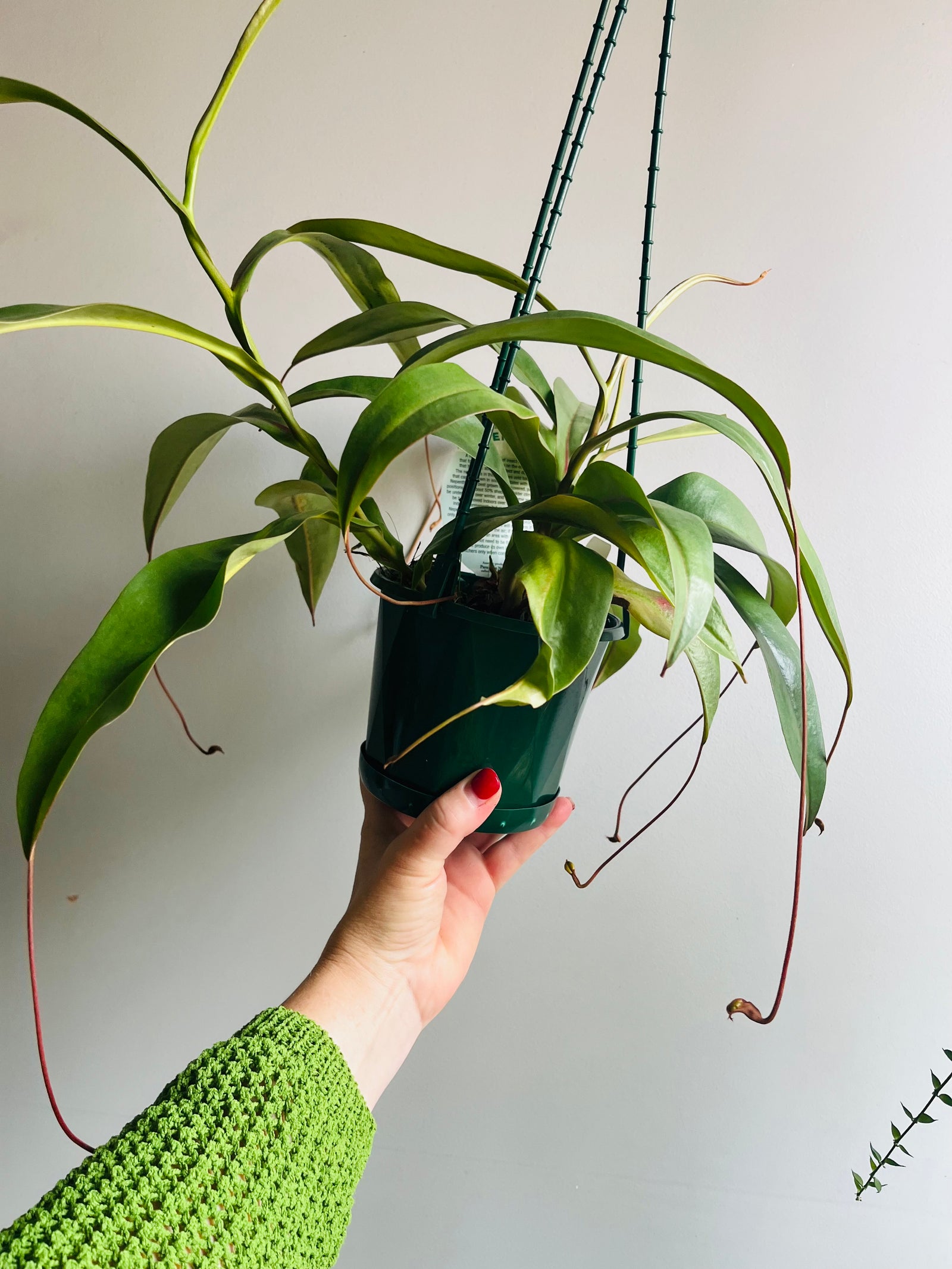 Nepenthes Kampotiana red - Pitcher Plant
