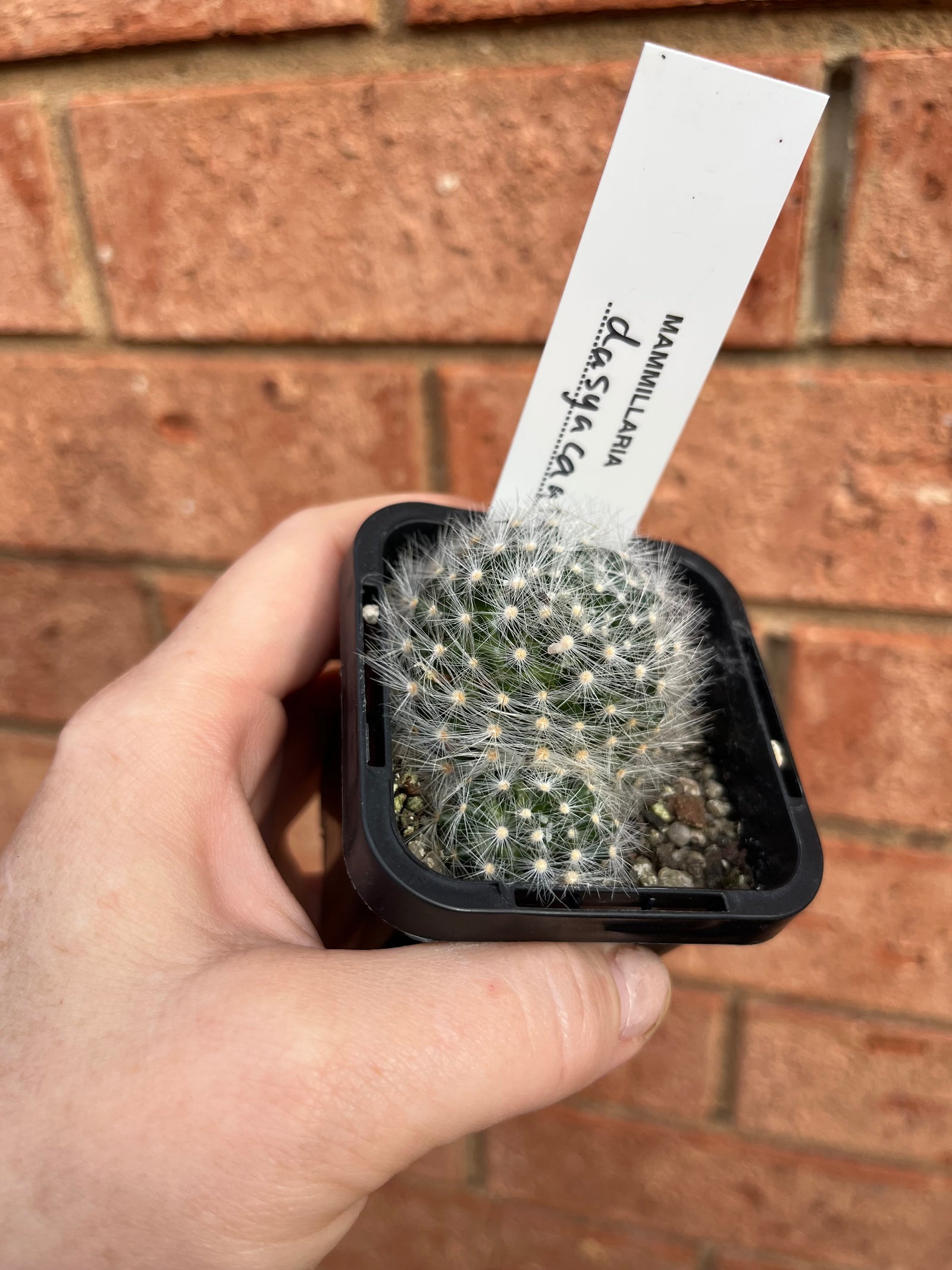 Mammillaria dasyacantha
