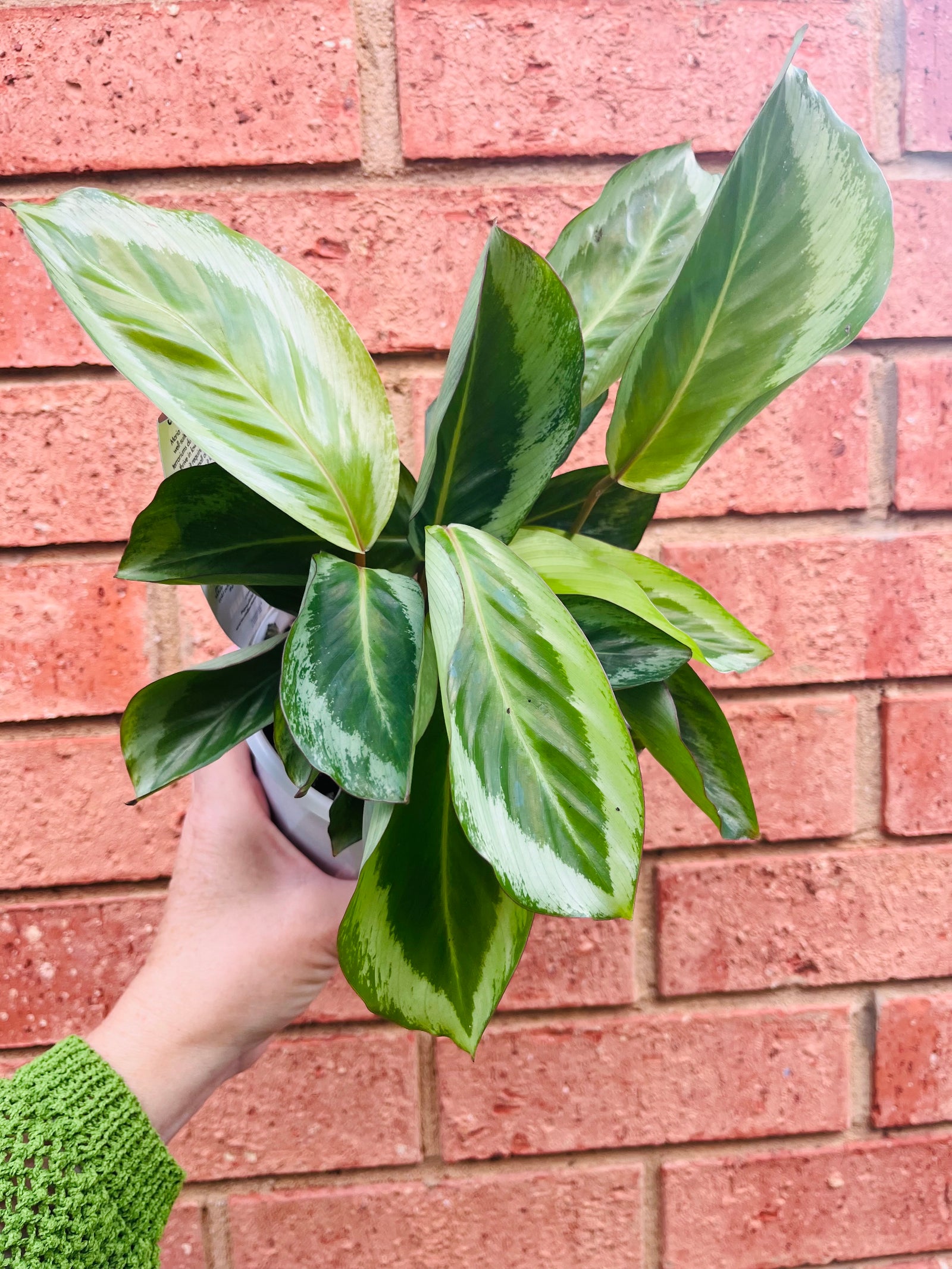 Calathea - Maria