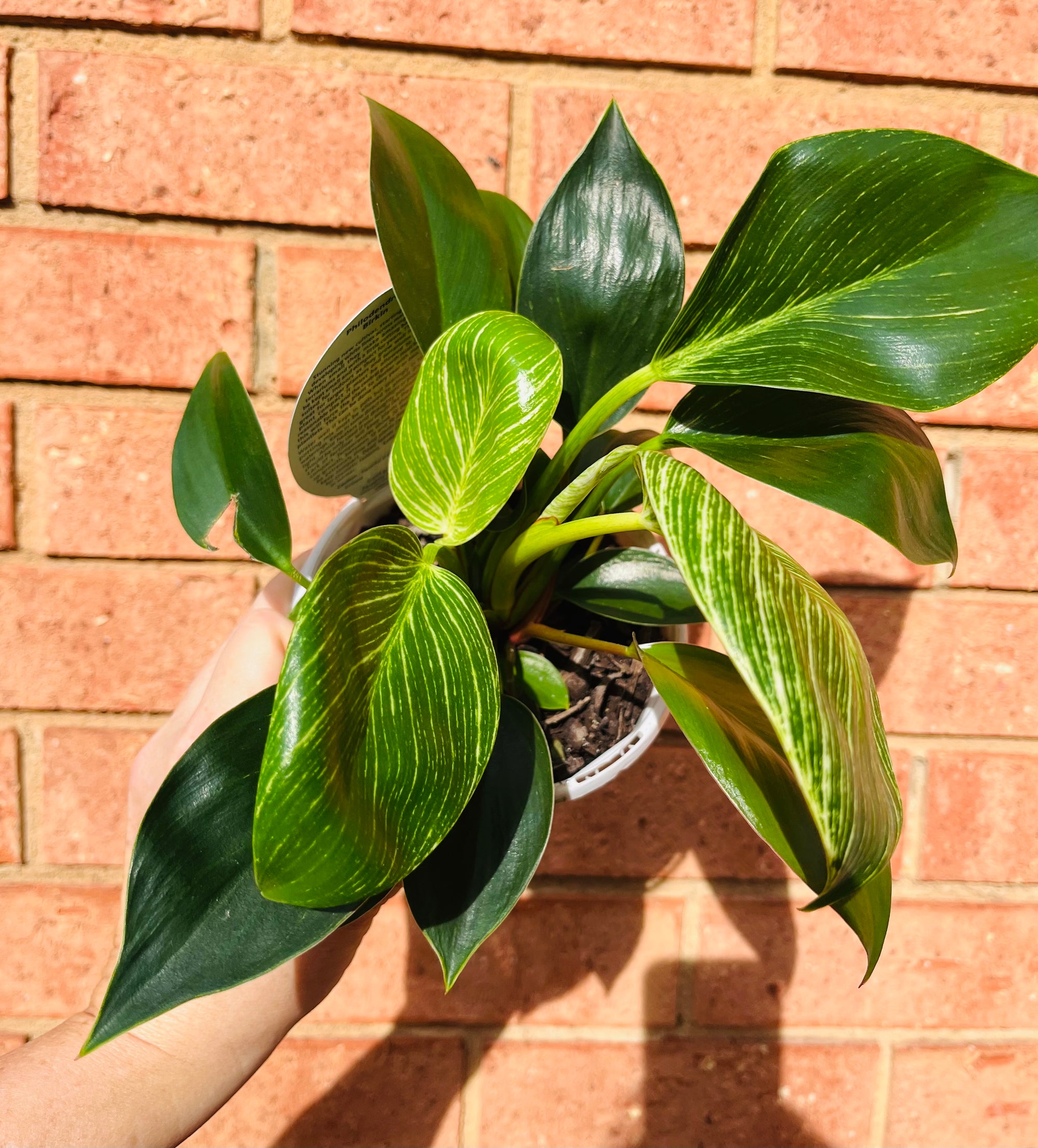 Philodendron - Birkin