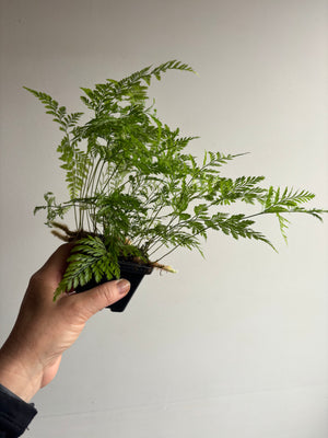 Davallia humata - Hare's Foot Fern