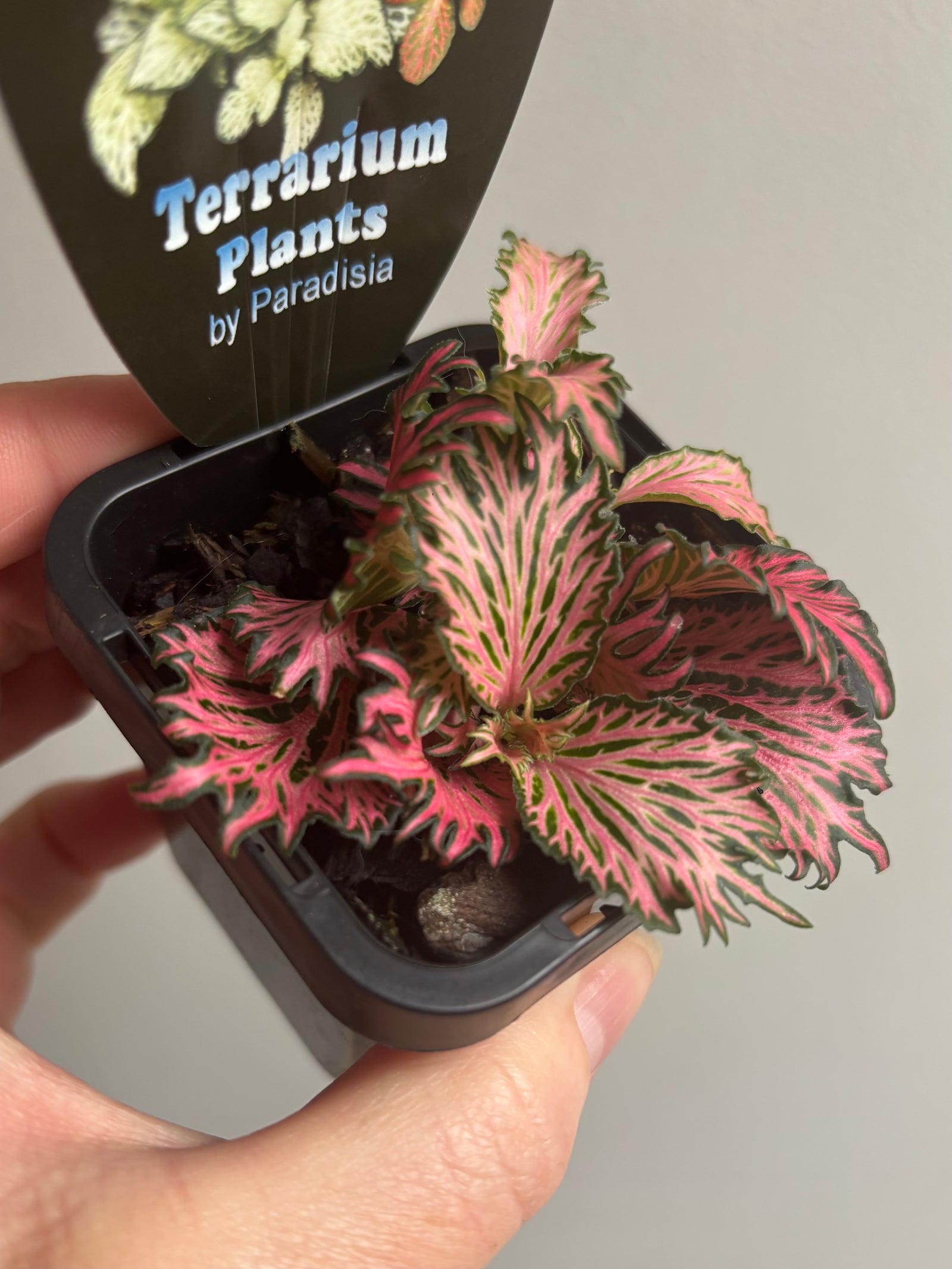 Fittonia - Hybrid (Pink Feather)