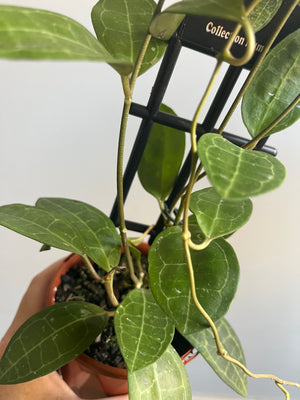 Hoya - Elliptica