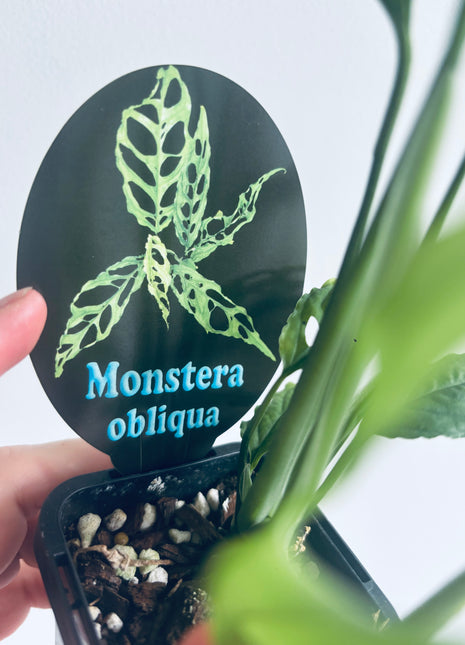 Monstera obliqua