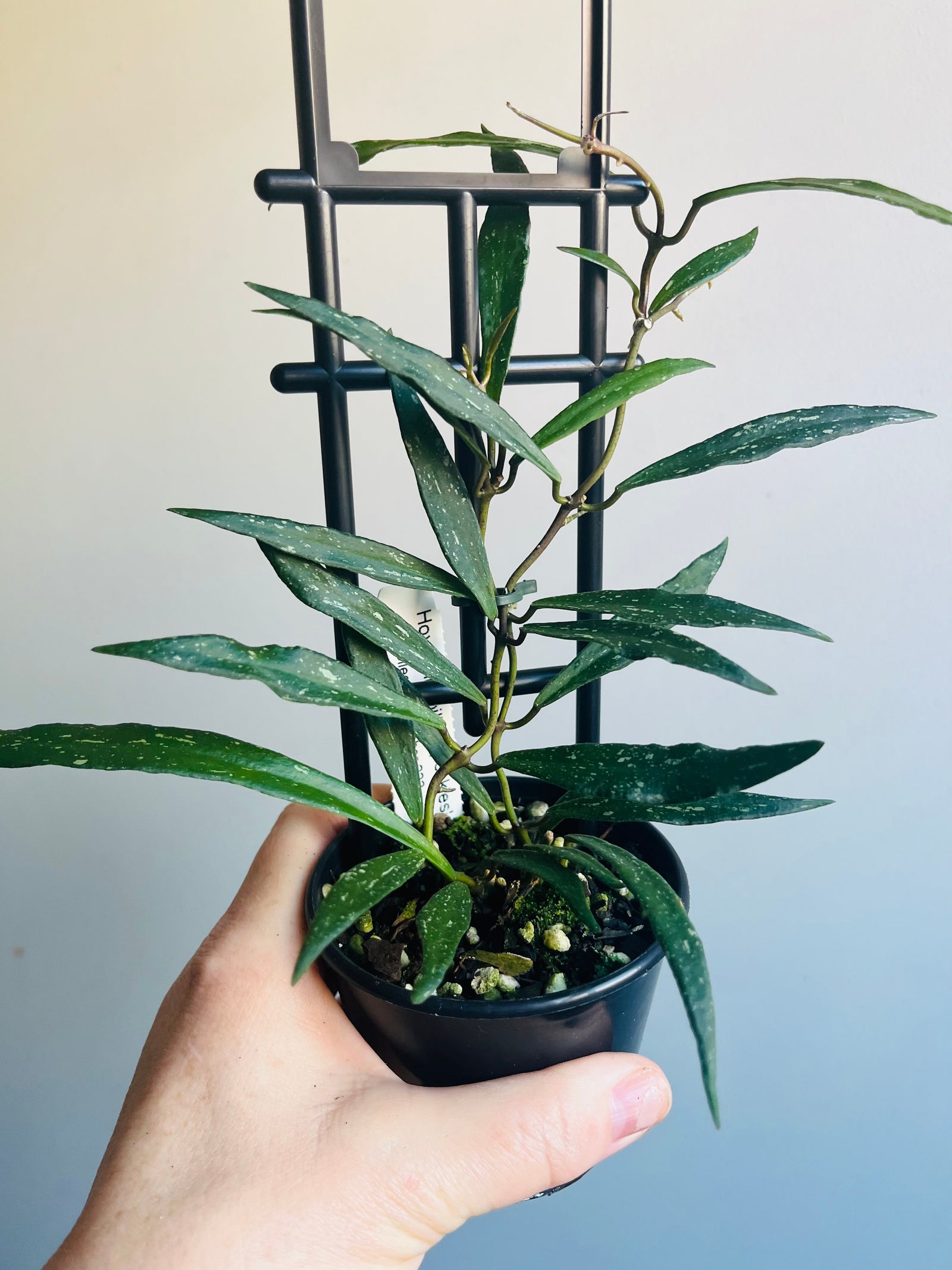 Hoya - Mirabilis ‘Speckles’ Collection No. 223