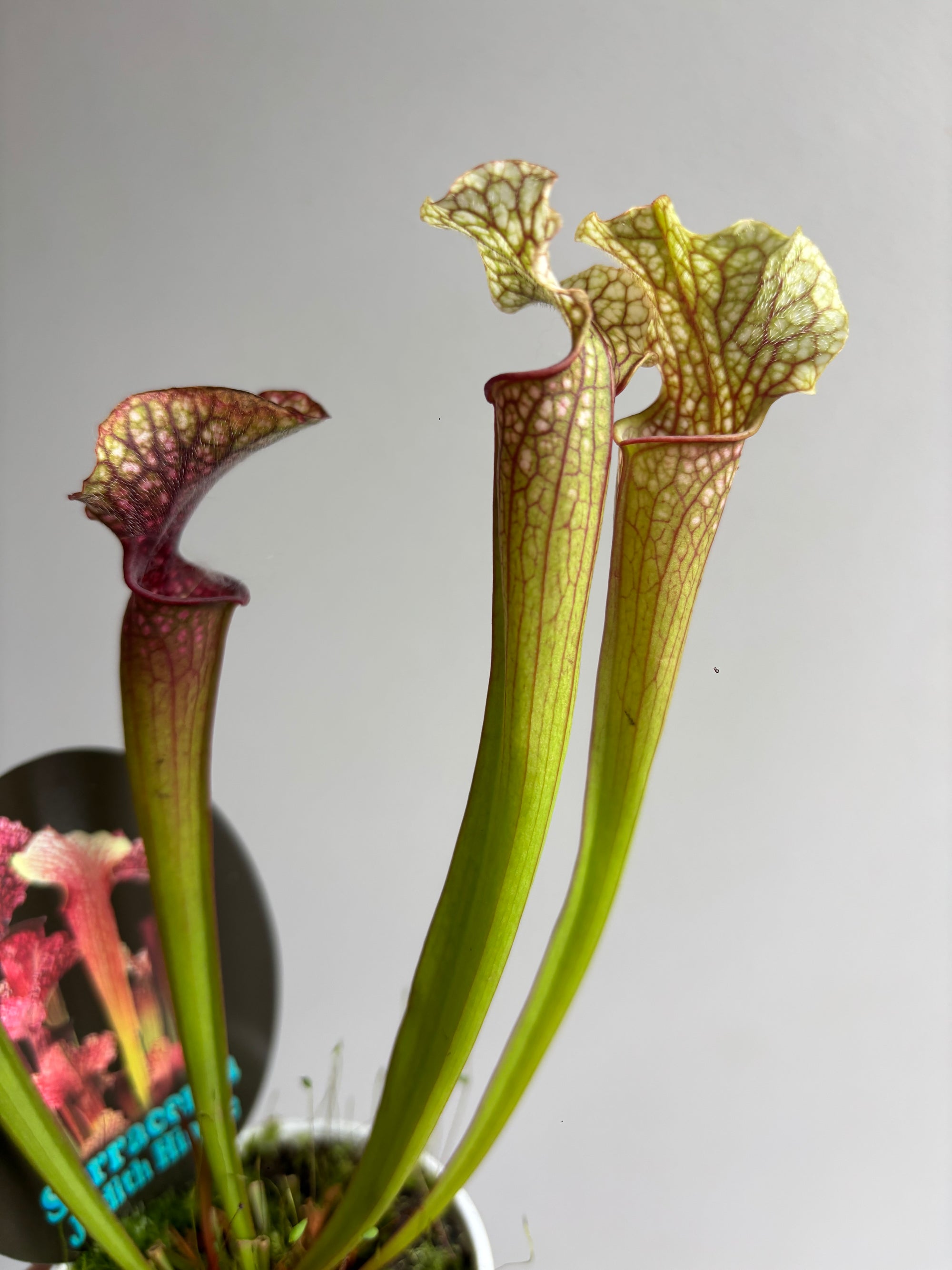 Sarracenia ‘Judith Hindle’