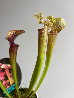 Sarracenia ‘Judith Hindle’