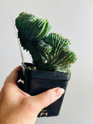 Myrtillocactus geometrizans ‘cristata’
