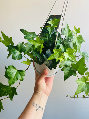 Ivy - Hedera helix ‘Dwarf English Ivy’