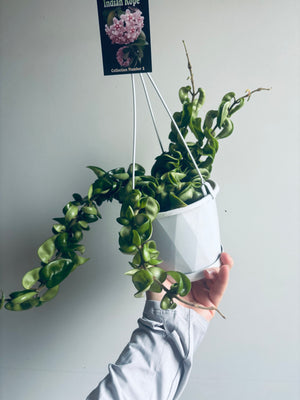 Hoya - Indian Rope Collection No. 2