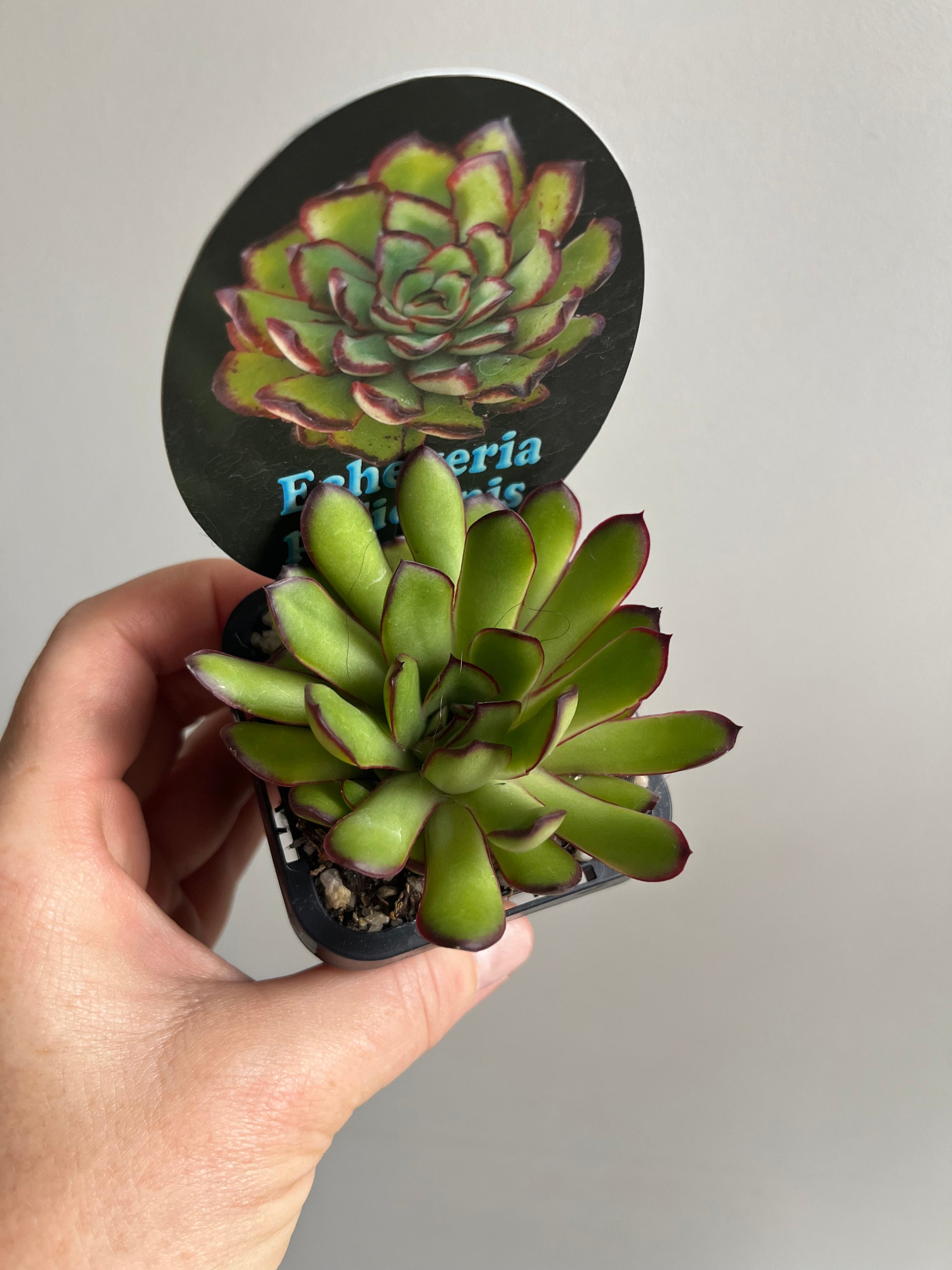 Echeveria pulidonis