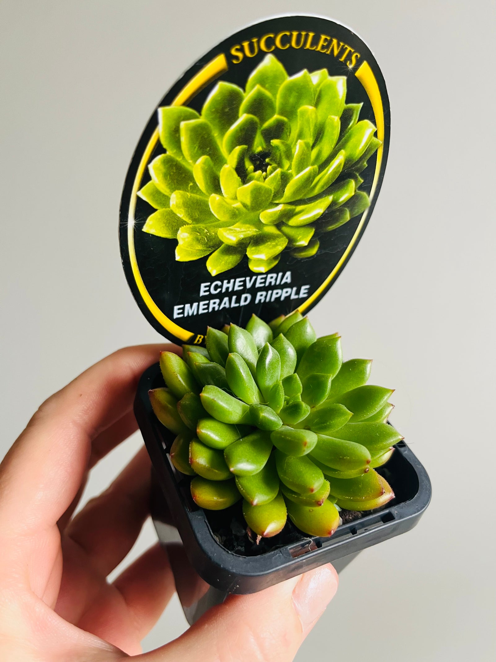 Echeveria emerald ripple cultivar