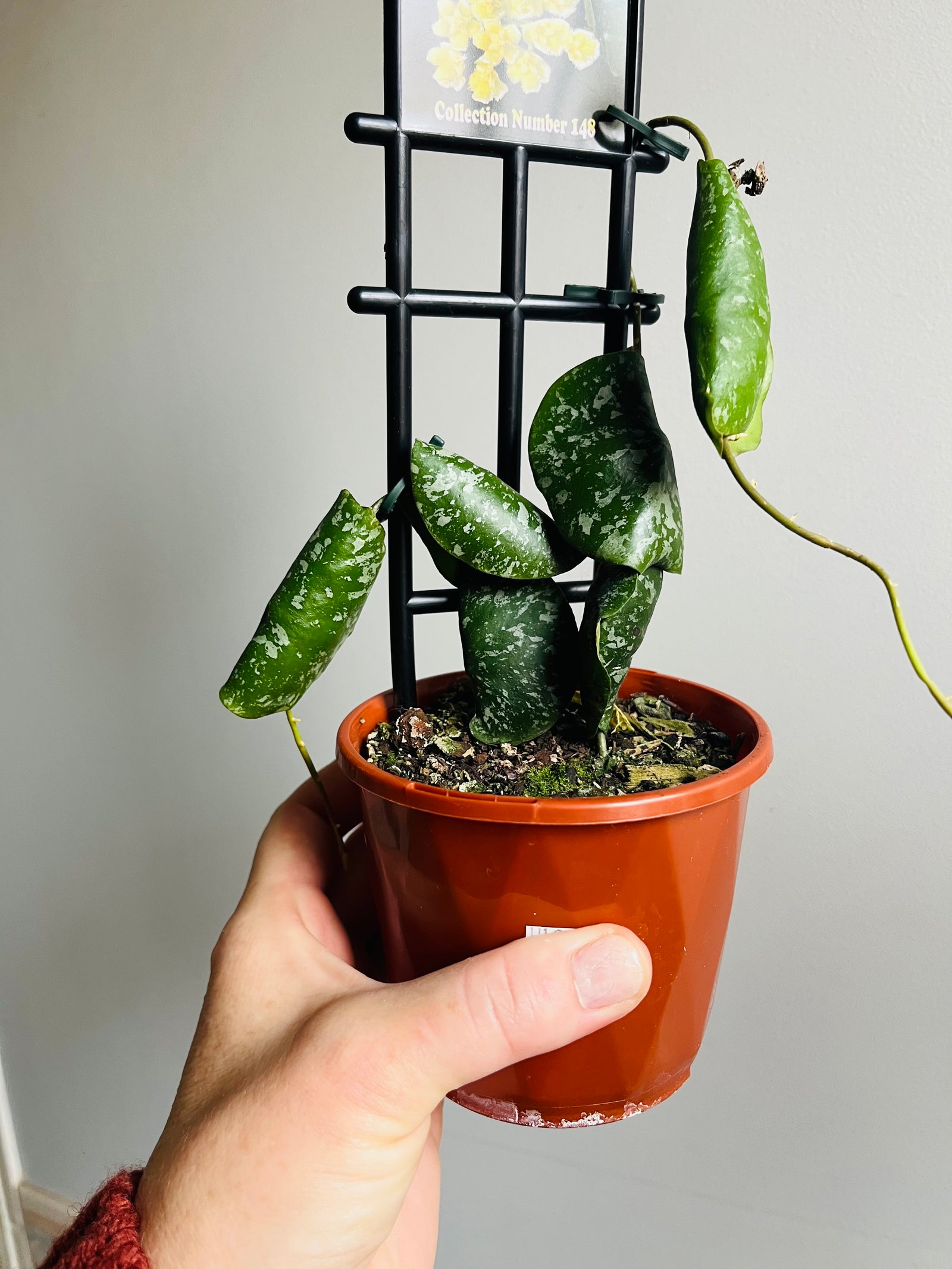 Hoya imbricata 'Yellow Corona' Collection No. 148
