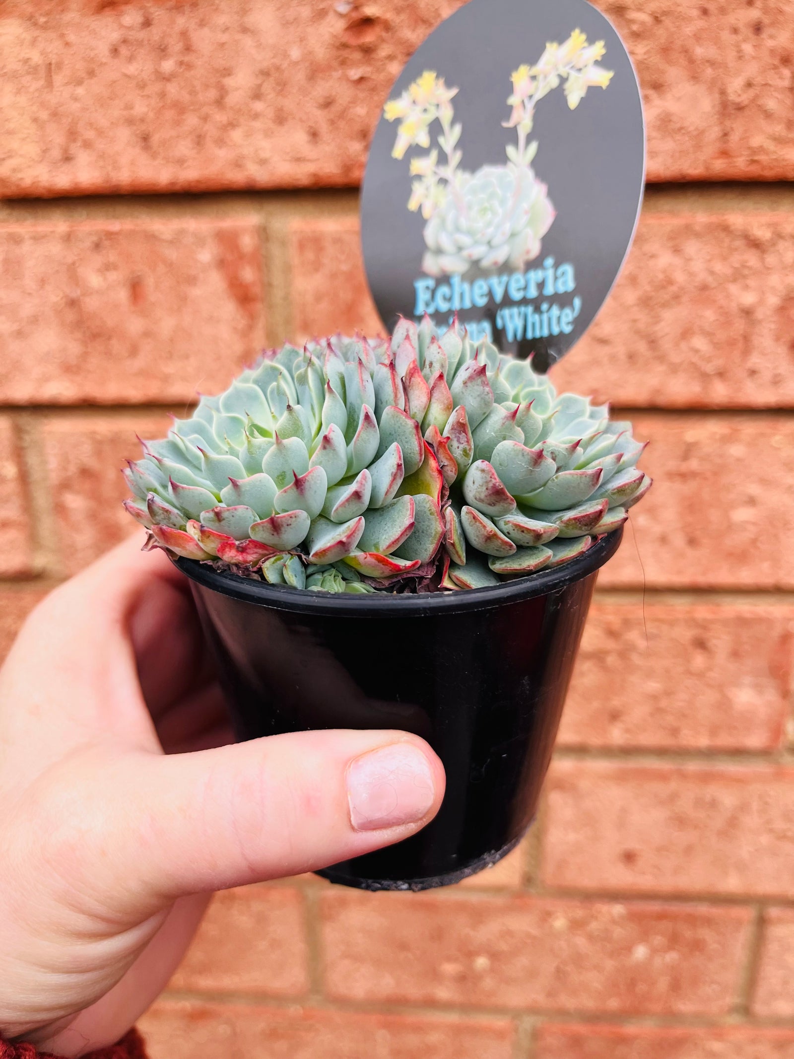 Echeveria minima ‘White’