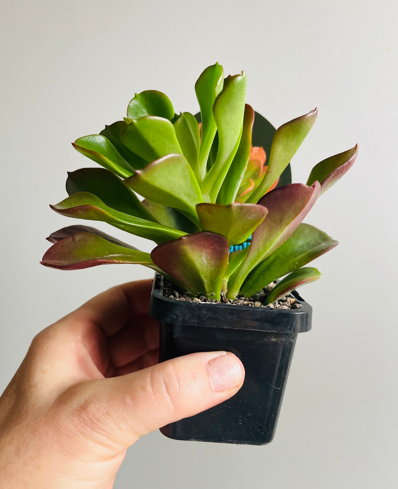 Echeveria muticaulis