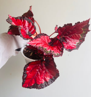 Begonia rex - Inca Night