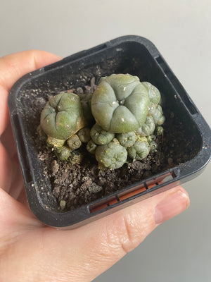 Lophophora caespitose - The Peyotle