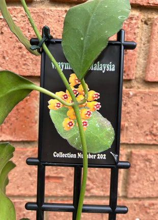 Hoya - Waymaniae Malaysia Collection No. 202