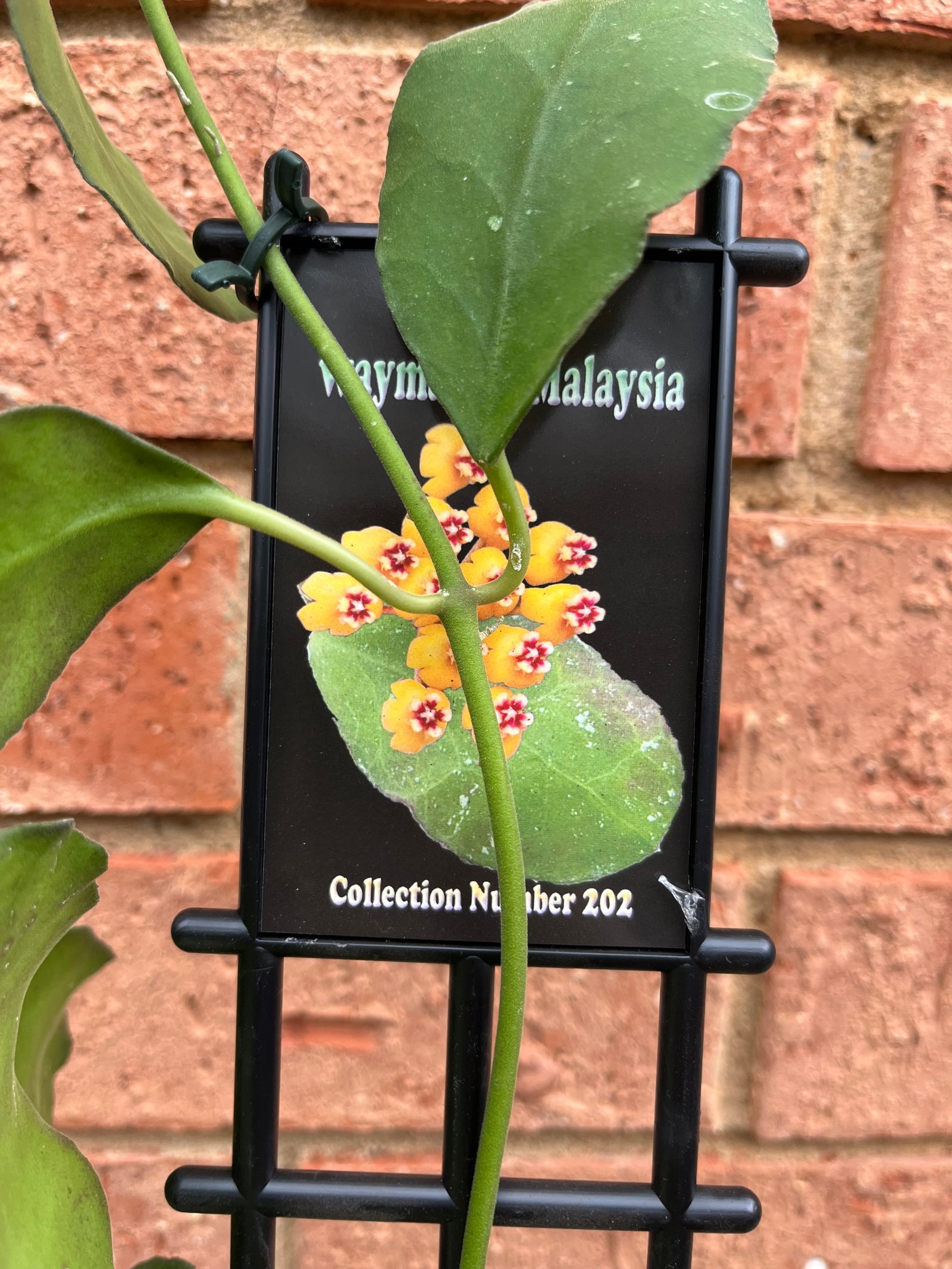 Hoya - Waymaniae Malaysia Collection No. 202
