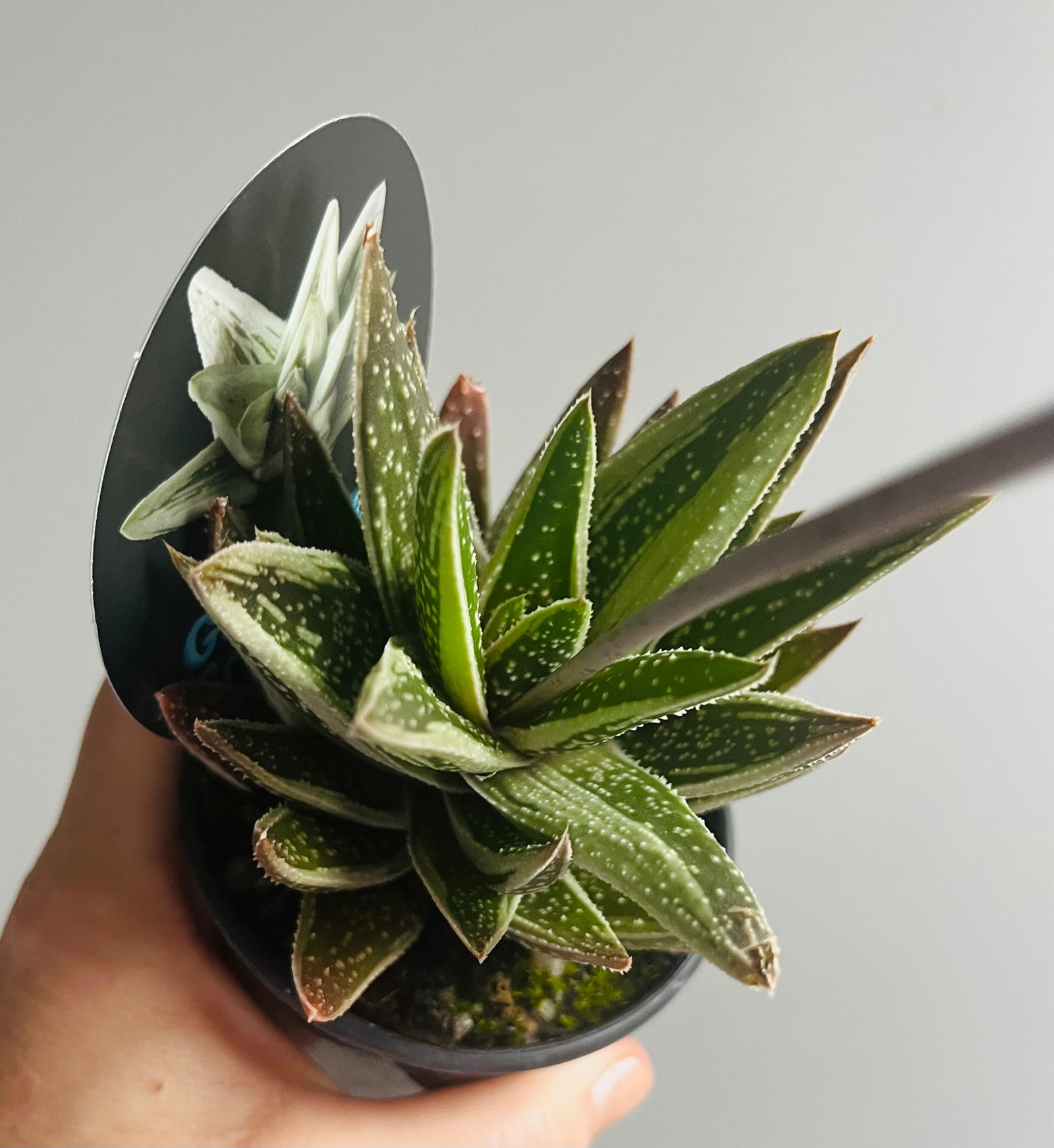 Gasteria NOID