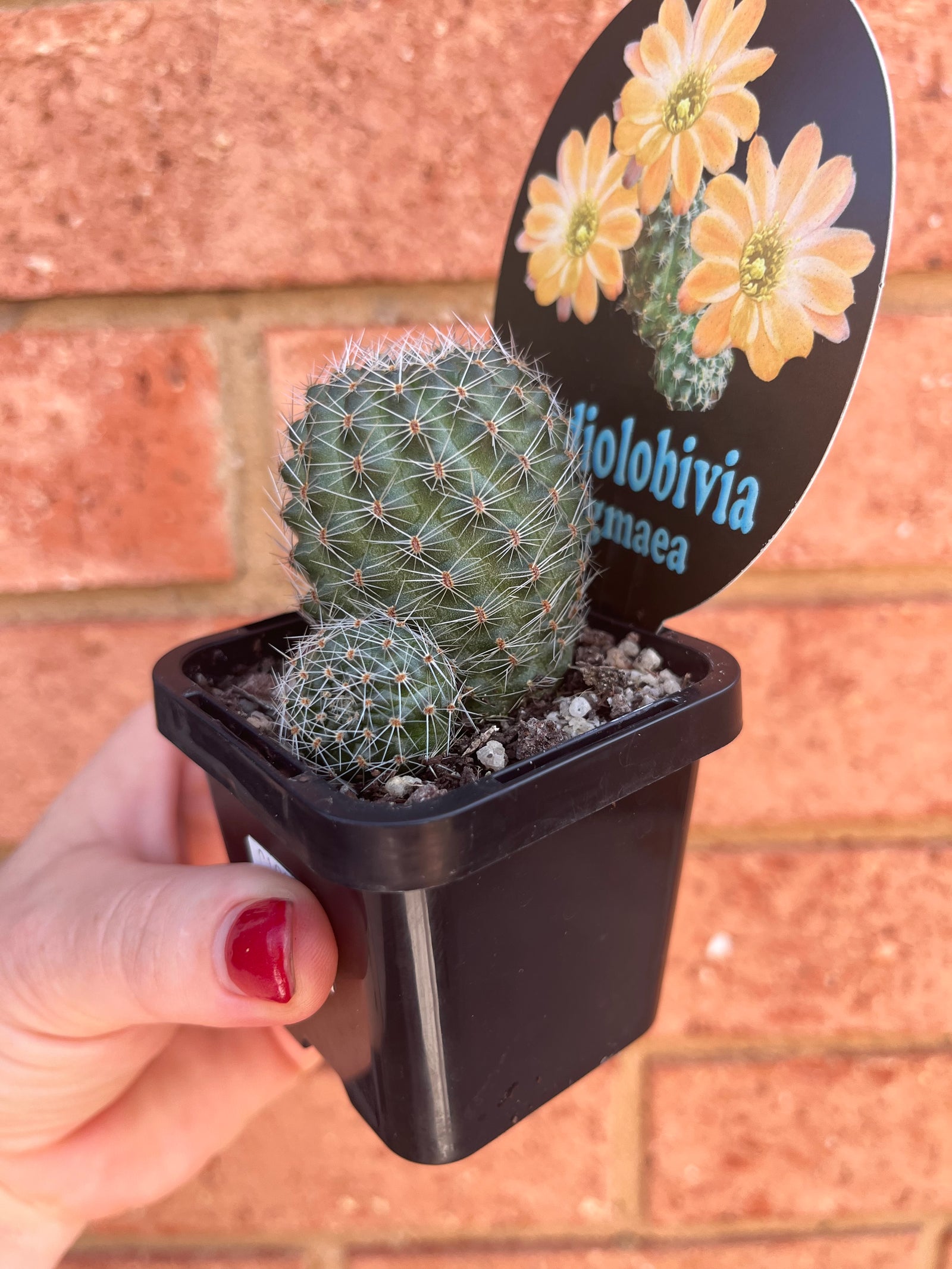 Mediolobivia pygmaea