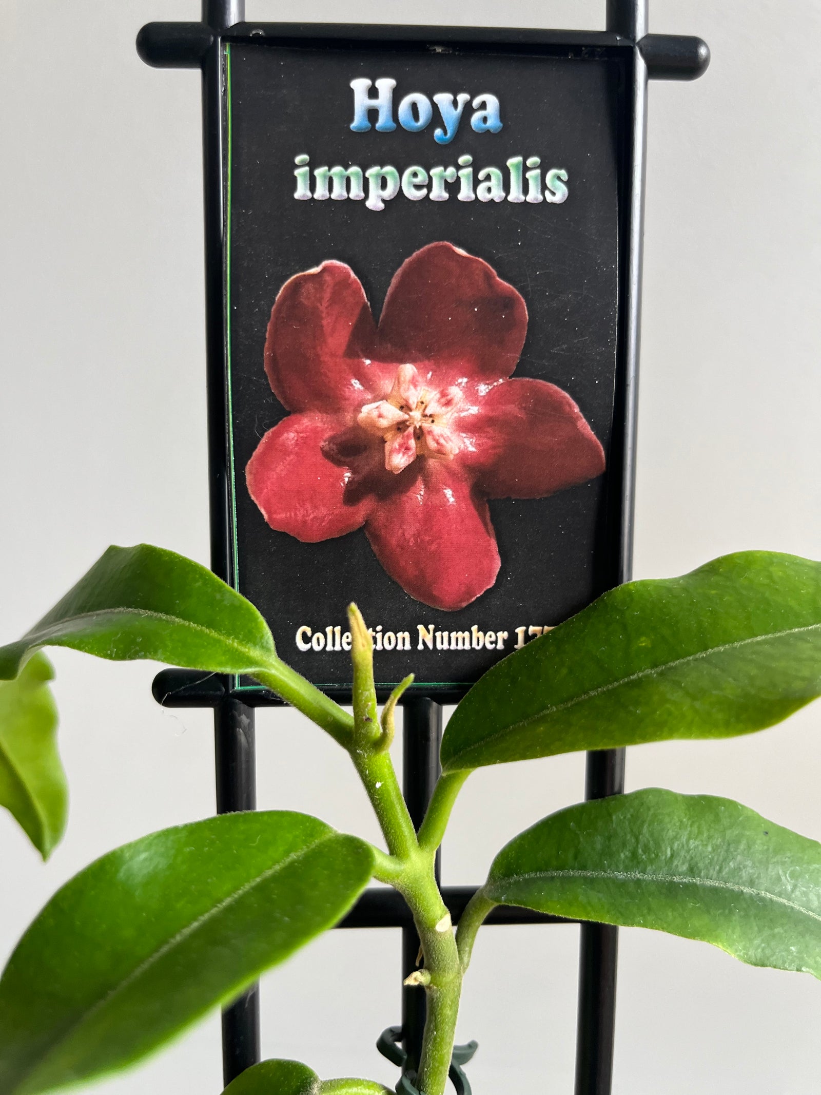 Hoya - Imperialis - Collection No. 177