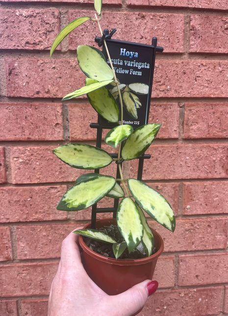 Hoya - Acuta Variegata (Yellow Form) - Collection No. 215