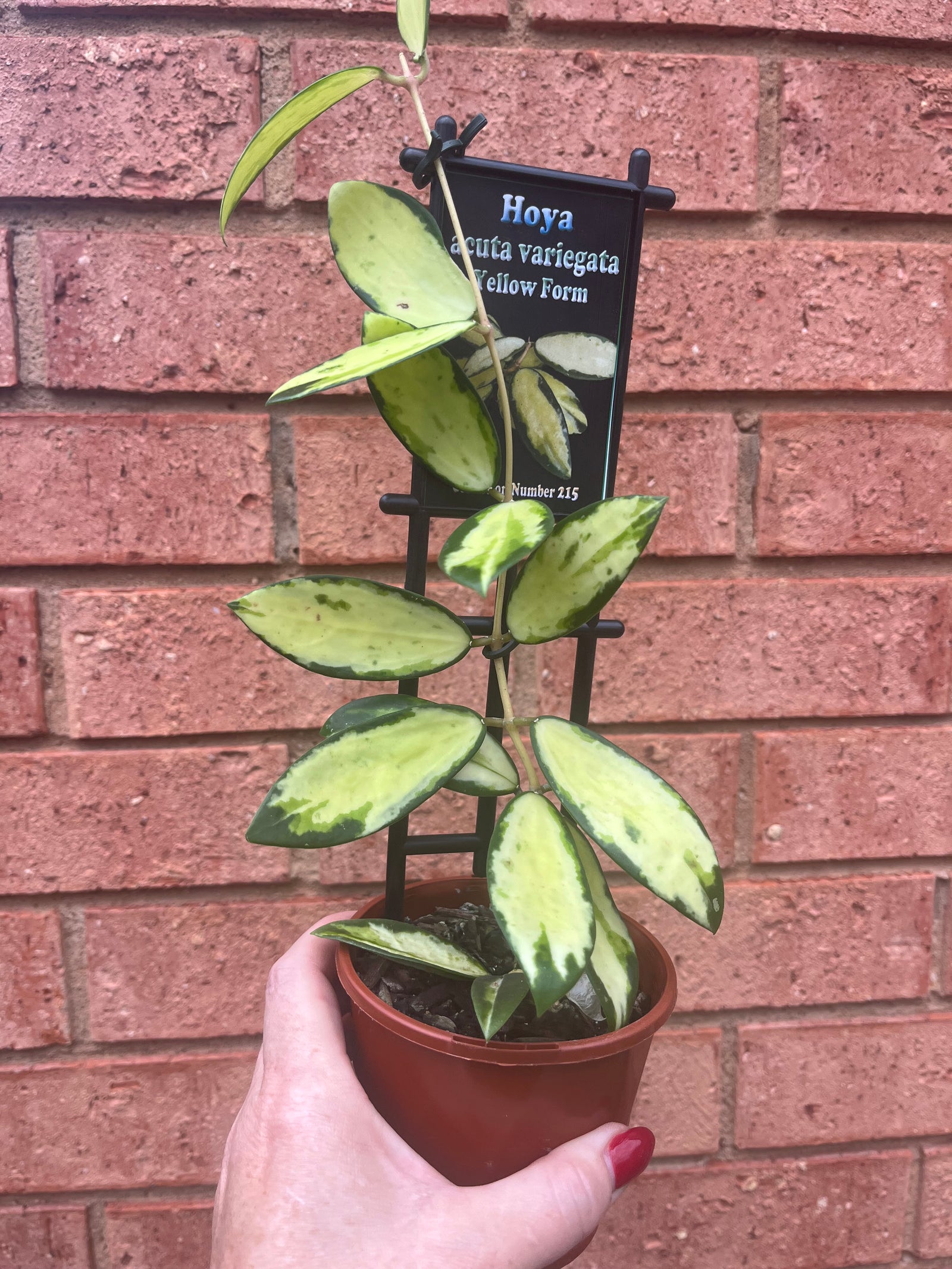 Hoya - Acuta Variegata (Yellow Form) - Collection No. 215