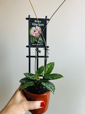 Hoya - Carnosa ‘Wilbur Graves’ Collection No. 211