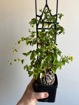 Dioscorea elephantipes ‘The Elephant’s Foot’