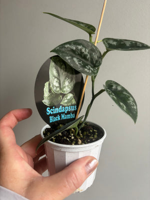 Scindapsus pictus c.v. Black Mamba