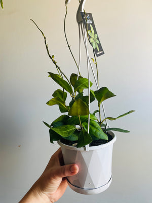 Hoya - Elliptica
