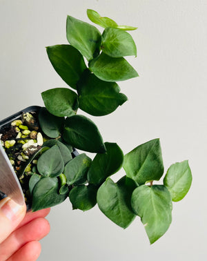 Rhaphidophora hayi