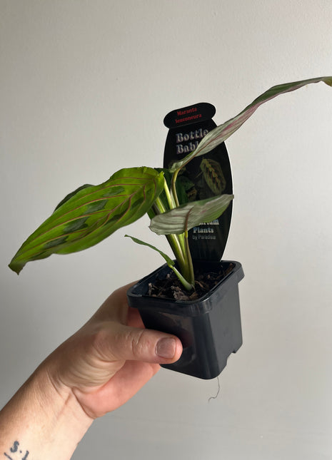 Maranta Leuconeura - Red Vein Prayer Plant