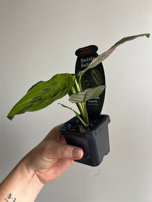Maranta Leuconeura - Red Vein Prayer Plant