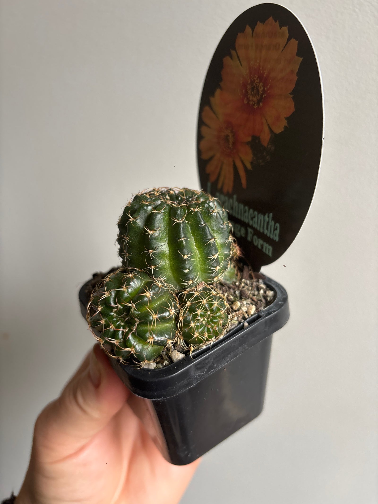 Lobivia arachnacantha (Orange Form)
