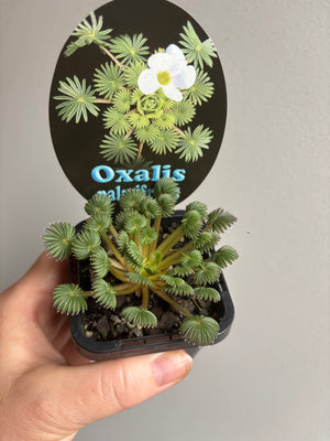 Oxalis palmifrons