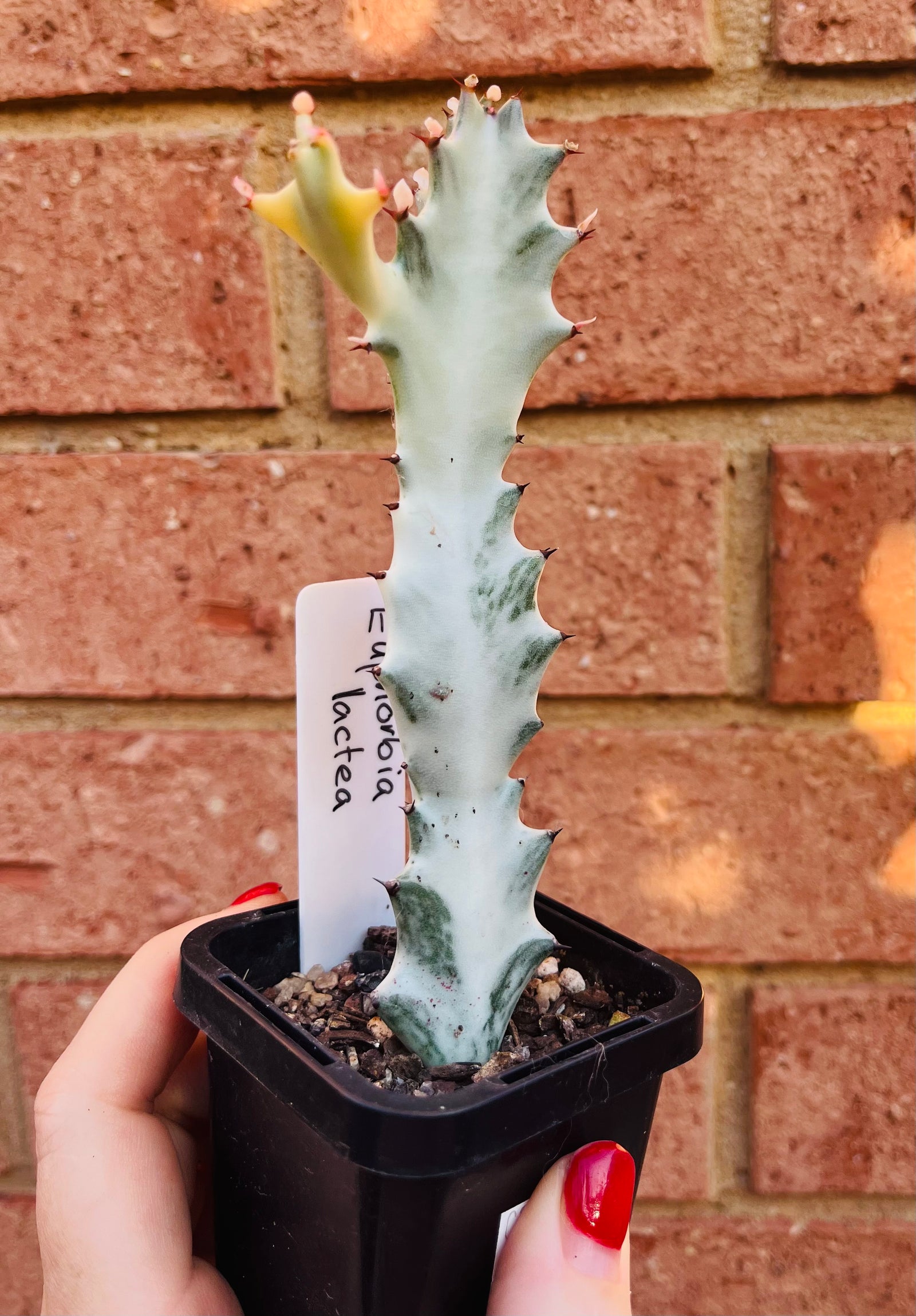 Euphorbia lactea variegata