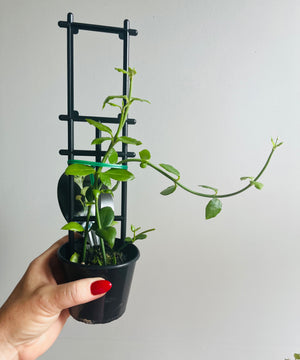 Ceropegia sandersonii