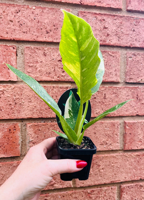 Philodendron serratum ‘Ring of Fire'