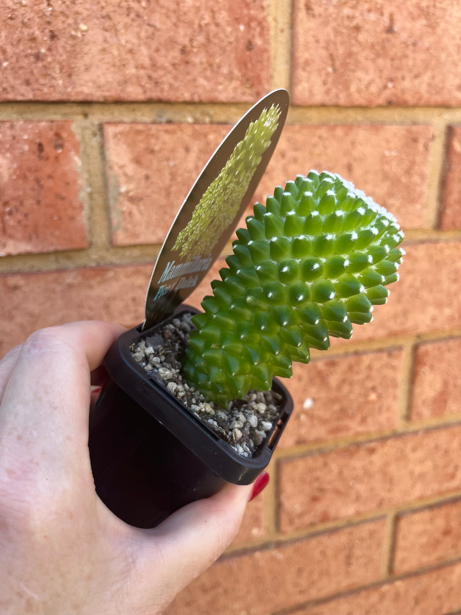Mammillaria Pico ‘Dalek’